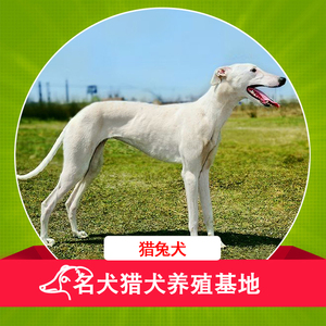 抓兔子的细狗
