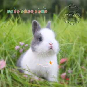 纯种侏儒兔