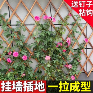 蔷薇爬藤架木栅栏围栏墙上月季支架壁挂室外阳台挂架花盆网格篱笆
