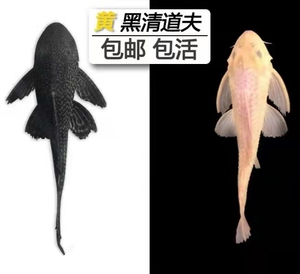 【清道夫蛋】清道夫蛋品牌,价格 - 阿里巴巴