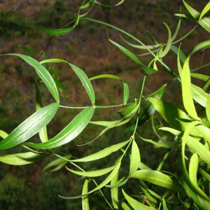 黑骨藤 黑骨头 铁骨头新鲜中药材 500g包邮下单现挖铁散沙 青风藤