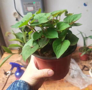 盆栽鱼腥草新鲜折耳根云南中草药车前草清凉菜蔬菜盆景夏枯草包邮