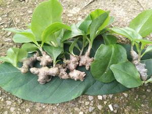 藤三七盆栽种苗10棵包邮爬藤植物墙阳台窗台四季绿植露天土三七
