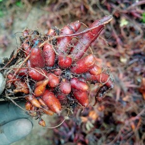 荨麻,贵州纯天然野生新鲜火麻草500g下单包邮,现挖一斤红活麻