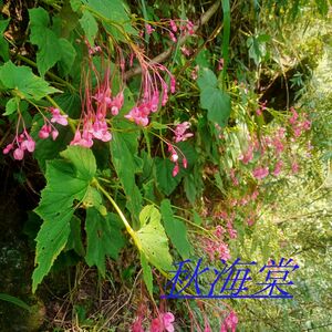 一口血秋海棠