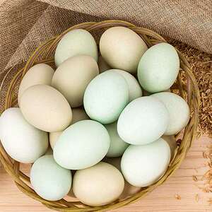 东兰绿壳乌鸡蛋(礼盒装)有机散养乌鸡蛋 原产地直供 30枚礼盒