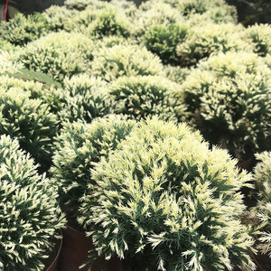 雾松皮球雪松柏盆栽树自然球型 冬季褐绿色观叶植物阳台庭院盆景