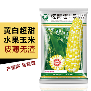 阿密1号玉米种子黄白双色超甜玉米种籽大田玉米种子水果玉米籽