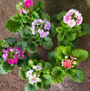 四季樱草花苗鄂报春盆栽报春花耐寒室外露天花卉盆栽带土带花发货