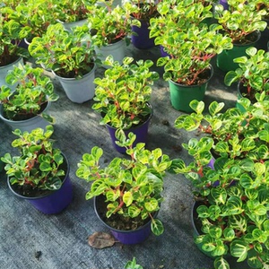 锦叶血苋盆栽雪苋花苗冰雪奇缘钱多多绿植桌面多年生室内网红植物