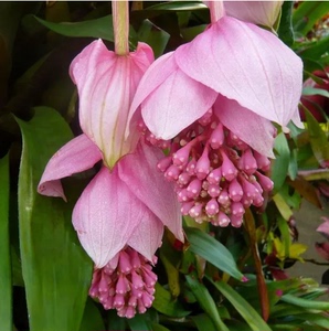 宝莲灯花盆栽美丁花花苗室内耐阴花卉珍珠宝莲灯花进口高端大花型