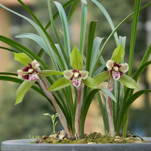 名贵浓香春兰兰花苗碧瑶奇花品种三星蝶阳台室内盆栽花卉植物包邮