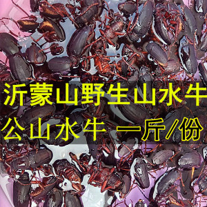 山水牛昆虫