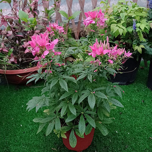 醉蝶花盆栽紫龙须西洋白菜花阳台庭院耐热花卉花开不断带花苞包邮