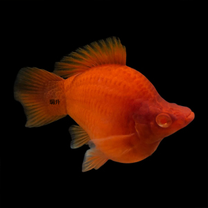 【红球鱼】红球鱼品牌,价格 - 阿里巴巴