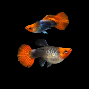 深海蓝贵族球体孔雀鱼凤尾鱼鸿运当头胎生鱼孕母小型热带观赏鱼