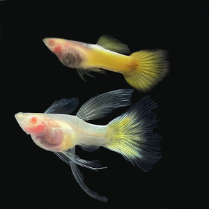 黄金玻璃体缎带碟翼大c孔雀鱼透明体凤尾鱼胎生鱼孕母热带观赏鱼