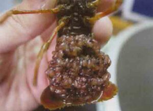 盱眙小龙虾繁殖苗种虾种繁殖种虾带卵种虾活体包邮适合远途运输