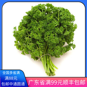 餐饮生鲜 蔬菜 叶菜类 法国香菜