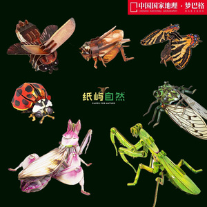梦巴格昆虫纸模螳螂甲虫立体拼装中国国家地理仿真模型儿童节礼物