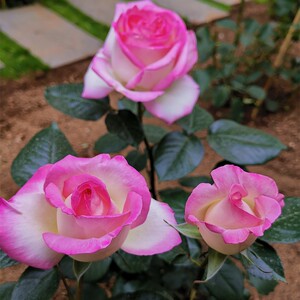 馨缘月季 摩纳哥公主 粉色复色大花玫瑰 阳台盆栽植物 多季开花