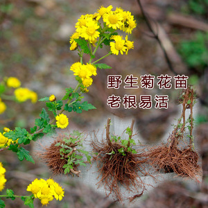 纯野生菊花树苗野菊花带老根菊花花苗种植菊花盆栽山菊花小金菊