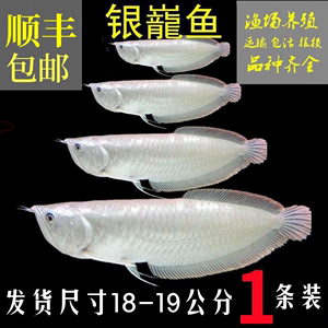 活体观赏鱼热带淡水中大型风水金龙银龙鱼18-19公分银龙鱼1条发财