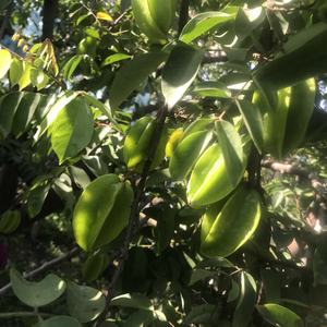 野生酸杨桃潮州新鲜现摘当季三稔果五敛子药引子孕妇开胃水果一斤