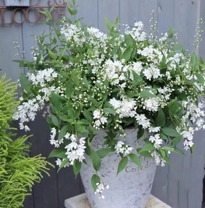 冰生溲疏花雪球花雪樱花带花庭院阳台多年生灌木植物耐阴花量大包