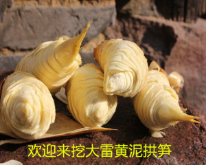宁波大雷黄泥拱春笋毛笋竹笋新鲜现挖自家的可来挖笋