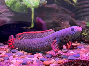 七彩巧克力雷龙鱼耐养巧克力七彩雷鱼淡水观赏活体巧克力雷龙鱼苗