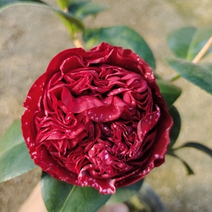 云斑大元帅茶花