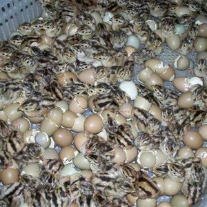 宜宾出售出壳野鸡苗七彩山鸡苗包运送发货