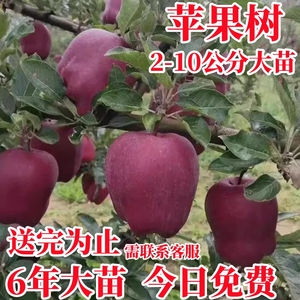 苹果树果苗南方北方种植苹果树苗嫁接红富士冰糖心苹果苗盆栽地栽
