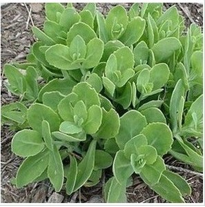 防辐射盆栽花卉八宝景天苗多肉植物三七防蚊虫叮咬蝎子草