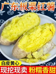 广东潮汕鸡蛋黄心板栗地瓜白皮番薯甜糯红薯新鲜沙地现挖白薯