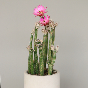 银钮 开花仙人球仙人掌鹿角柱属仙人棒多肉植物