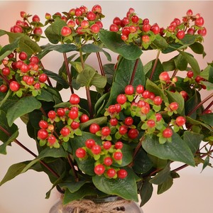 昆明鲜花相思红豆