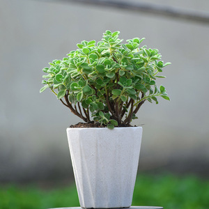 碰碰香老桩 绿植多肉盆栽一抹香 室内净化空气驱蚊提神薄荷味植物