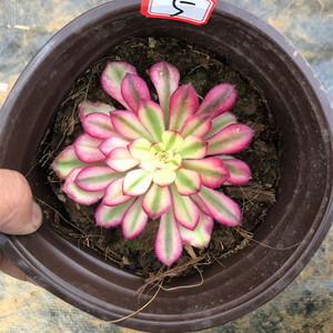 红颜 霞光 实拍直播间多肉植物肉肉美杜莎 法师锦老庄群生28包邮