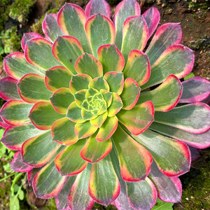 朝霞法师 多肉植物组合三仙绿植花卉黑紫灰羊绒老桩  28元包邮