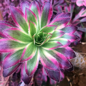 孔雀锦法师 多肉植物组合三仙绿植黑紫灰羊绒老桩趣味  9.9元包邮