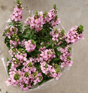 小天使花薰衣草盆栽带花香彩雀多年生花卉耐热阳台花卉夏季花草