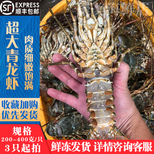 澳龙海鲜青龙仔野生小青龙鲜活生冻青龙虾大龙虾越南水产3只起拍