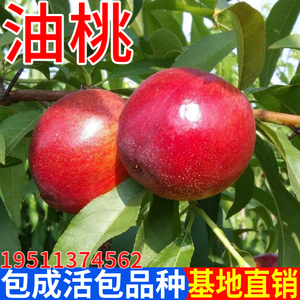 油桃树果苗新品种南北方庭院地栽种植特大阳台盆栽嫁接苗当年结果