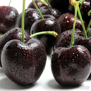 美国进口车厘子10r黑珍珠车厘子2斤装新鲜孕妇水当季顺丰包邮