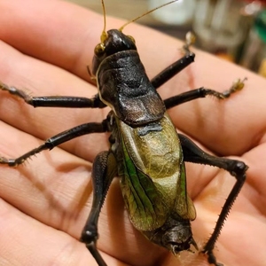 蝈蝈活 鸣虫 超大新脱春 夏 铁皮 山青 翠绿 精品蝈蝈笼螽斯扎嘴