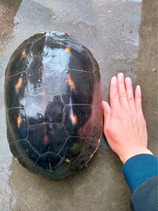 巨型珍珠龟宠物龟活体超大乌龟好养草龟小乌龟外塘龟可养殖食用龟