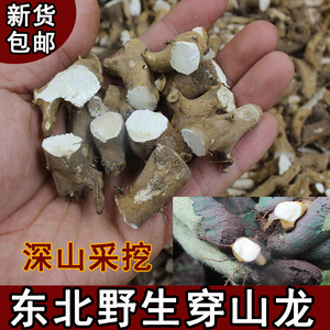 穿地龙中药