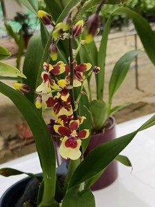 精品浓香型 三色香水文心兰带营养杯发货